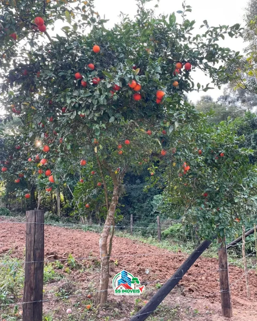 Sítio em Urussanga – foto 6