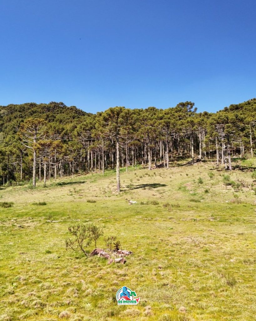 Terreno na serra Catarinense – São Joaquim – foto 8